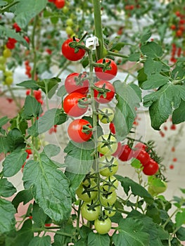 Colorful Tomatoes(vegetables and fruits) are growing in indoor farm/vertical farm