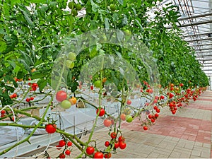 Colorful Tomatoes(vegetables and fruits) are growing in indoor farm/vertical farm