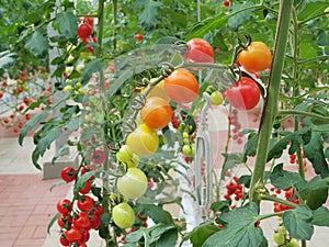 Colorful Tomatoes(vegetables and fruits) are growing in indoor farm/vertical farm