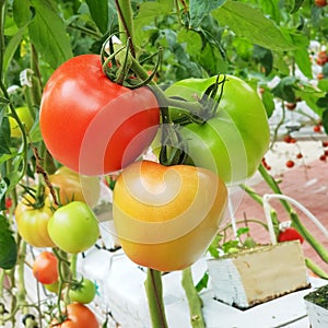 Colorful Tomatoes(vegetables and fruits) are growing in indoor farm/vertical farm