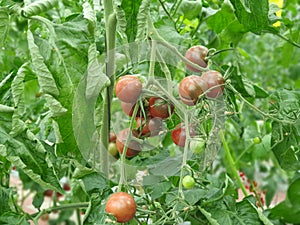 Colorful Tomatoes(vegetables and fruits) are growing in indoor farm/vertical farm