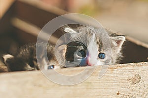 Colorful toned image of two little funny kittens in a wooden rustic box in outdoors at a sunny spring day