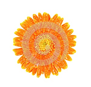 Colorful top view beautiful orange gerbera or barberton daisy flower blooming with water drops isolated on white background and