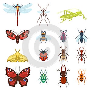 Colorful top view insects icons isolated on white wildlife wing detail summer worm and caterpillar bugs wild spider bee