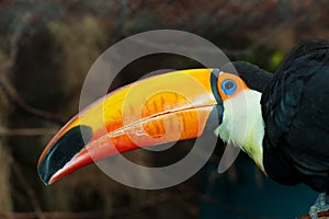 Colorful toucan