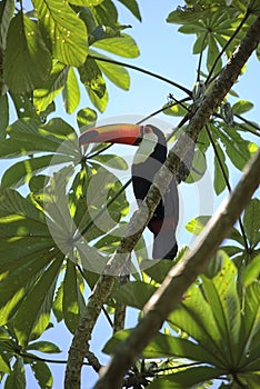 Colorful toucan bird in the wild, Iguazu jungle