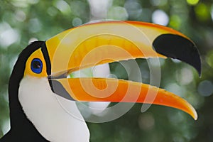 Colorful toucan (Ramphastos toco)