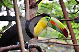 Colorful toucan of South America