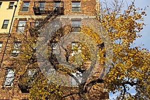 Colorful Tree during Autumn in front of an Old Brick Apartment Building in Astoria Queens of New York City