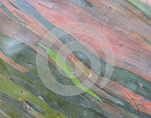 Colorful tree bark background