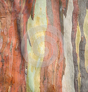 Colorful tree bark background