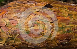 Colorful tree bark close-up