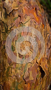 Colorful tree bark close-up