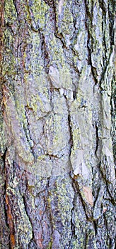 Colorful tree bark with moss and fungus