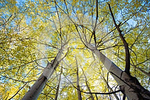 Colorful tree canopy