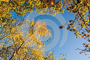 Colorful tree canopy in Autumn on sunny morning