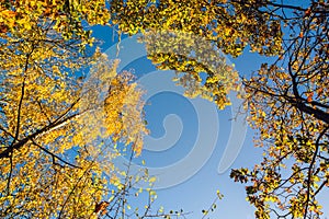 Colorful tree canopy in Autumn on sunny morning