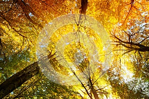 Colorful tree canopy with sunrays in autumn