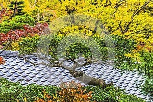 Colorful Tree Fall Leaves Tofuku-Ji Zen Buddhist Temple Kyoto Japan