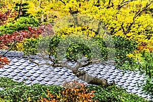 Colorful Tree Fall Leaves Tofuku-Ji Zen Buddhist Temple Kyoto Japan