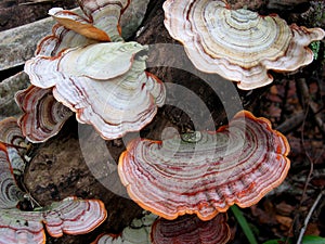 Colorful tree fungi photo