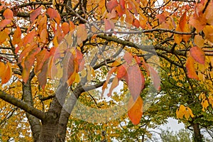 Colorful Tree Leaves in Autumn at Leases Park, Newcastle, England