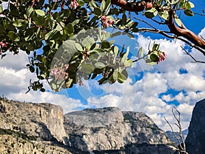 Colorful Tree Over the Mountains