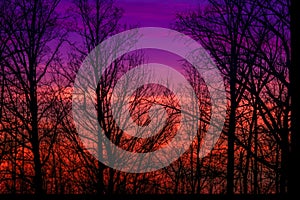 Colorful Tree Silhouette