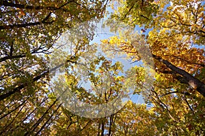 Colorful Tree Tops