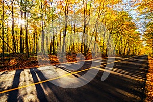 By the Colorful Treed Autumn Road