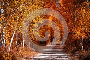 Colorful trees along scenic walking trail in Wasatch Cache national forest, Utah. during autumn time