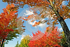 Colorful trees in autumn