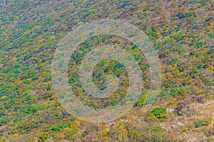 Colorful trees during autumn foliage season at Mudeungsan national park in republic of Korea