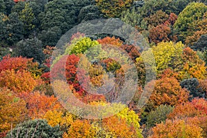 Colorful trees in an Autumn landscape