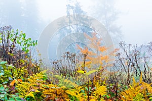 Colorful trees with autumn landscape in mountain with fog, Celadna, Beskids