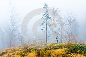 Colorful trees with autumn landscape in mountain with fog, Celadna, Beskids