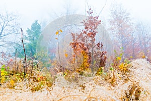 Colorful trees with autumn landscape in mountain with fog, Celadna, Beskids