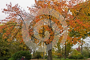 Colorful Trees in Autumn at Leases Park, Newcastle, England