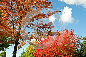 Colorful trees in autumn scene