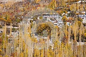 Colorful Trees in autumn season in Hunza Valley