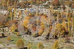 Colorful Trees in autumn season in Hunza Valley