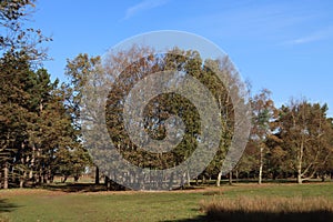 Colorful trees with brown leaves at Amsterdamse Waterleidingduinen