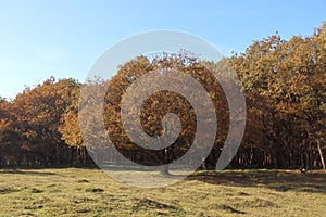 Colorful trees with brown leaves at Amsterdamse Waterleidingduinen