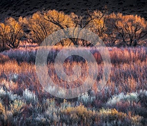 Colorful Trees and Brush near Bishop, CA