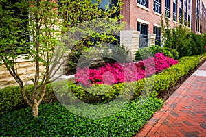 Colorful trees and bushes along a sidewalk in downtown Richmond, Virginia.