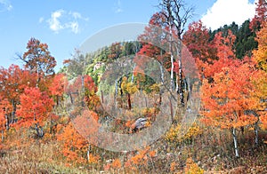 Colorful trees bushes during autumn time in rural Colorado