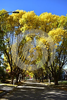 Colorful trees in the fall season in a row of houses