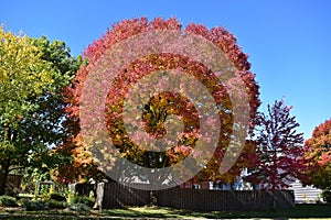 Colorful trees in the fall season in a row of houses