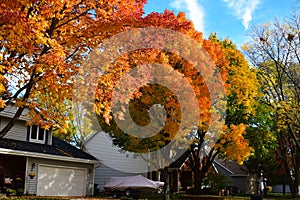 Colorful trees in the fall season in a row of houses