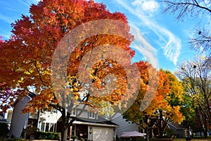 Colorful trees in the fall season in a row of houses